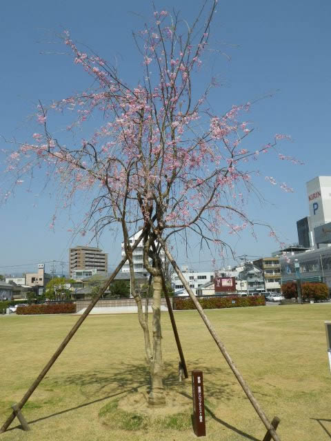 記念樹植栽（諫早市）